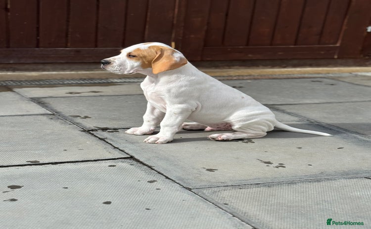 Pointer dogs - Advert 1