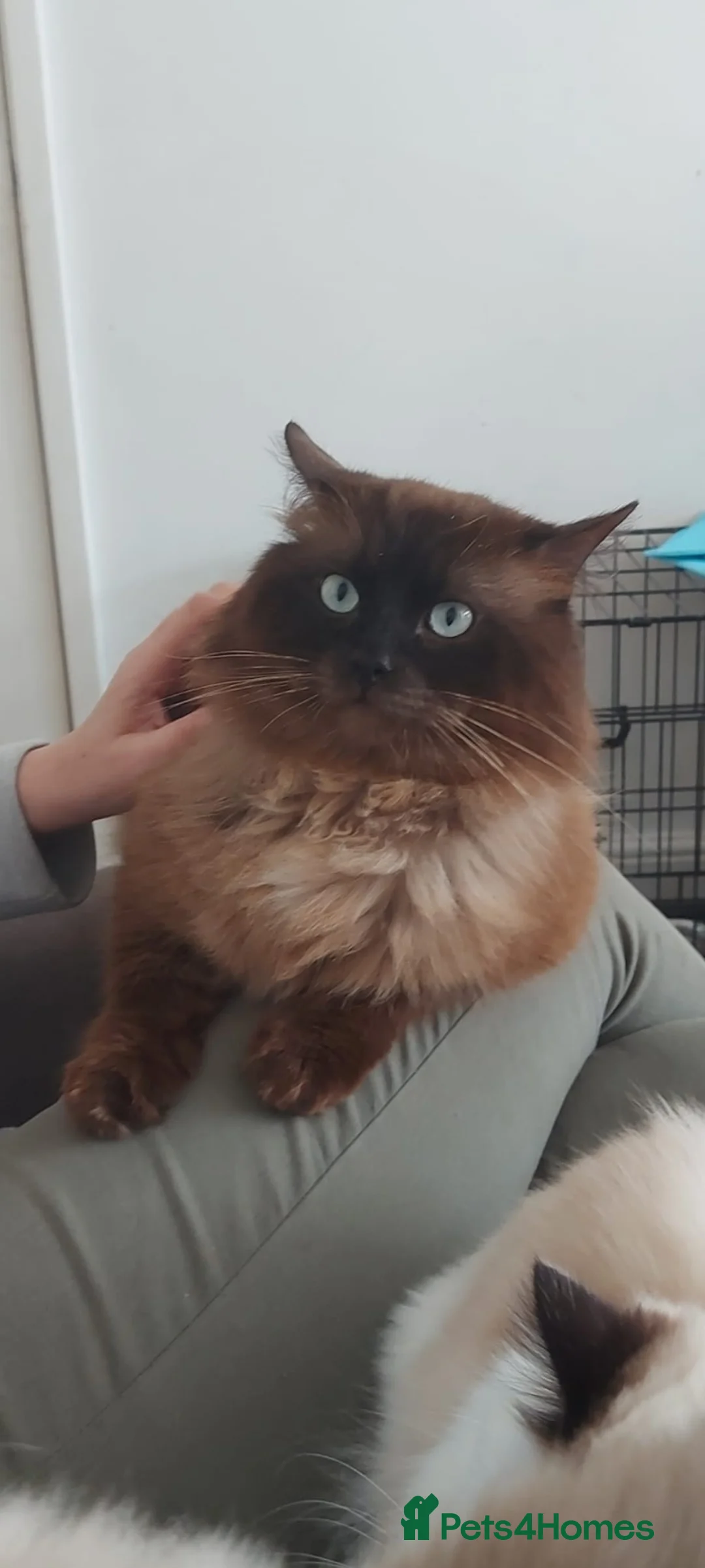 Ragdoll cats for stud: Proven chunky Ragdoll available for Stud  in Hull - Advert 5