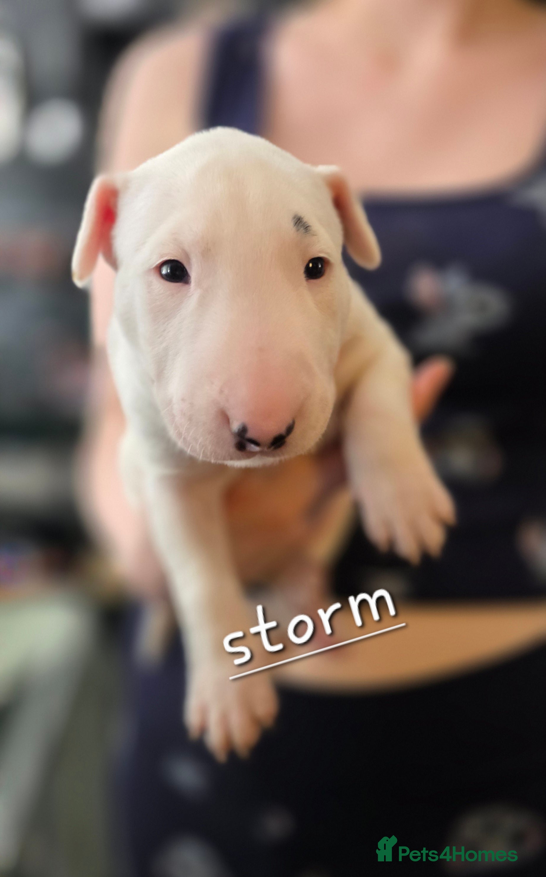 English Bull Terrier dogs for sale: KC English bullterrier puppies available  - Advert 6
