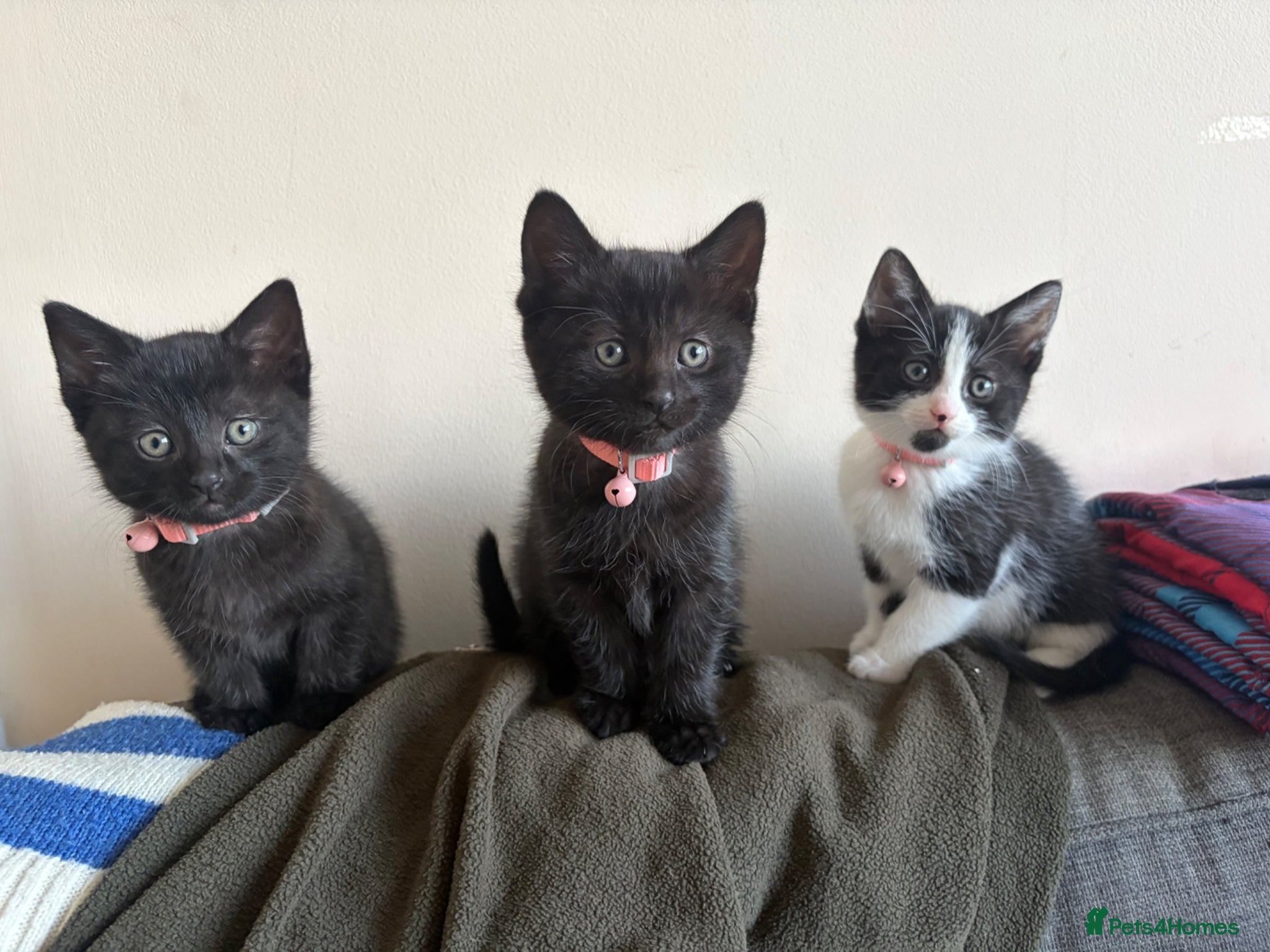 Mixed Breed cats Beautiful kittens  - Advert 2
