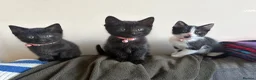 Mixed Breed cats for sale: Beautiful kittens  in Pembroke Dock - Advert 1