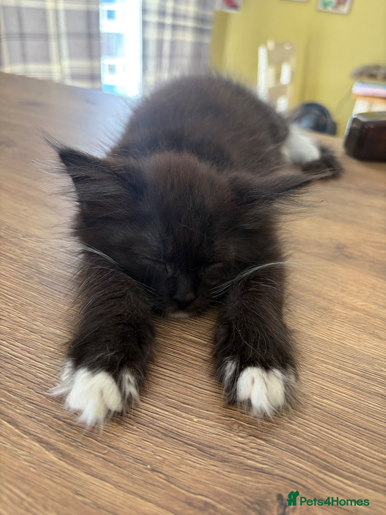 Maine Coon cats XL Russian Maine Coon X Standard longhair - Advert 1