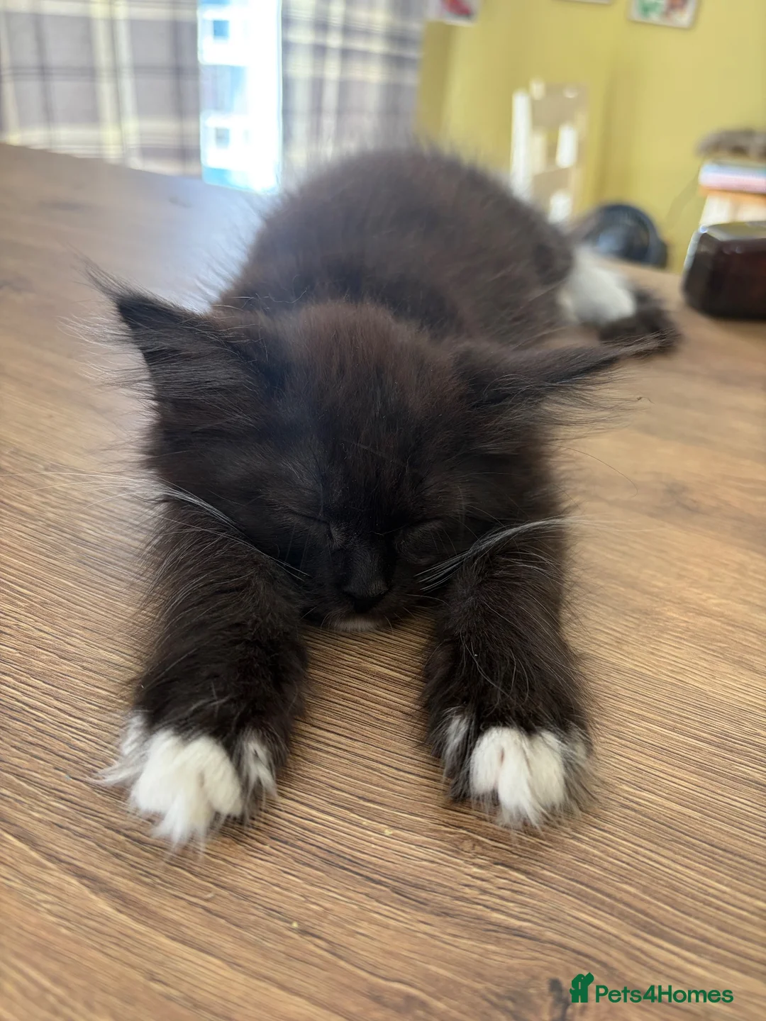 Maine Coon cats for sale: XL Russian Maine Coon X Standard longhair - Advert 1
