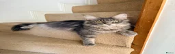 Maine Coon cats for sale: Tilly - 1.5 yr old Maine coon - Advert 2