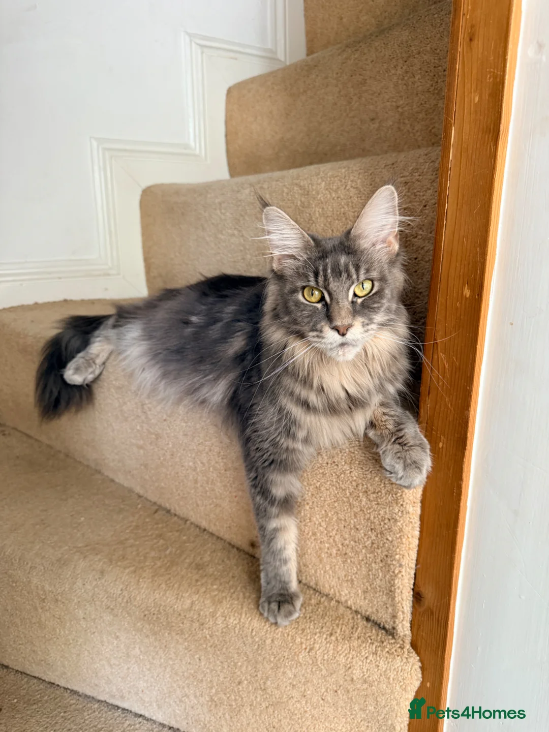 Maine Coon cats for sale: Tilly - 1.5 yr old Maine coon - Advert 2