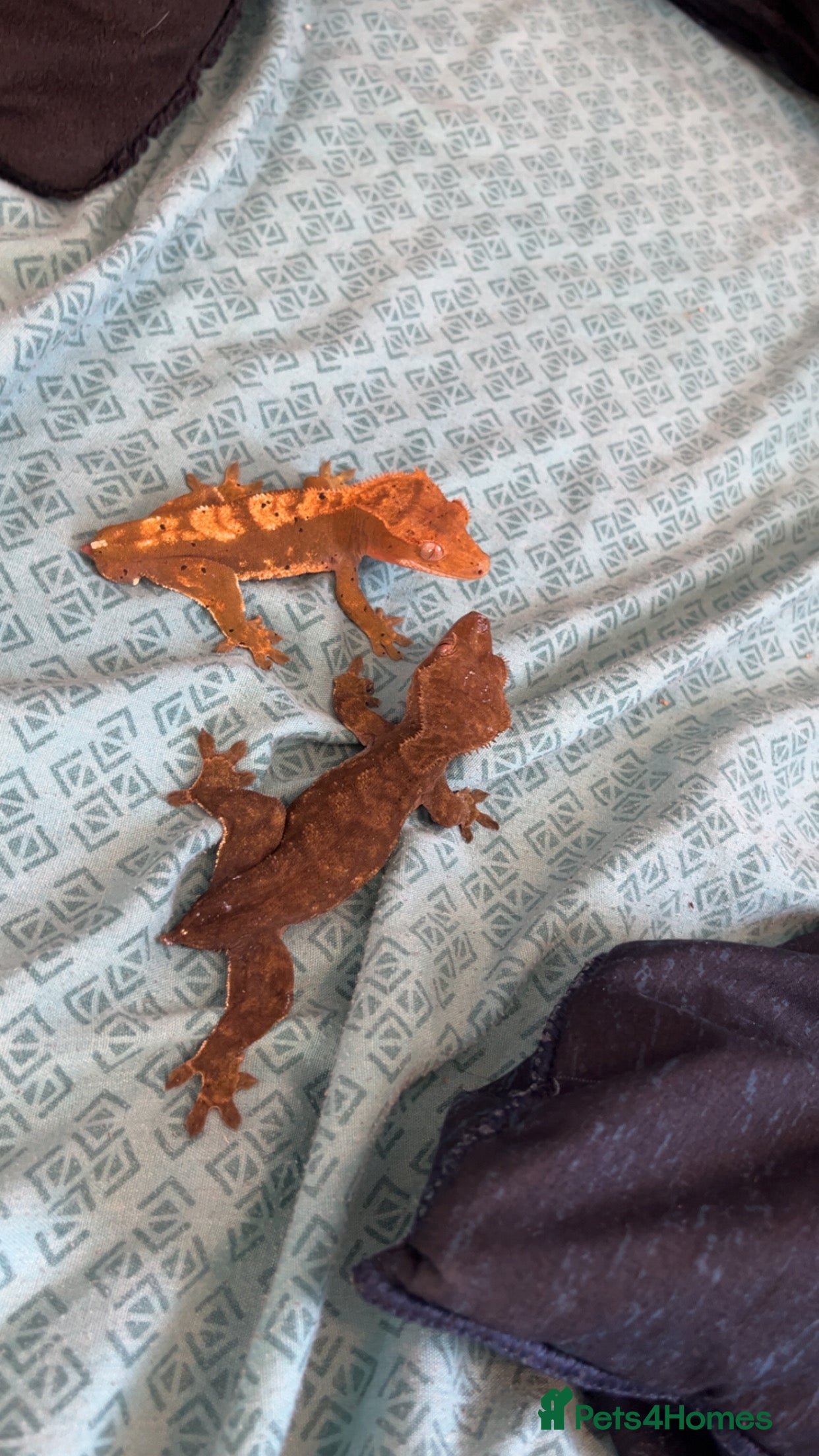 Gecko reptiles crested gecko full set up male and female  - Advert 15