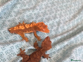Gecko reptiles crested gecko full set up male and female - Advert 8