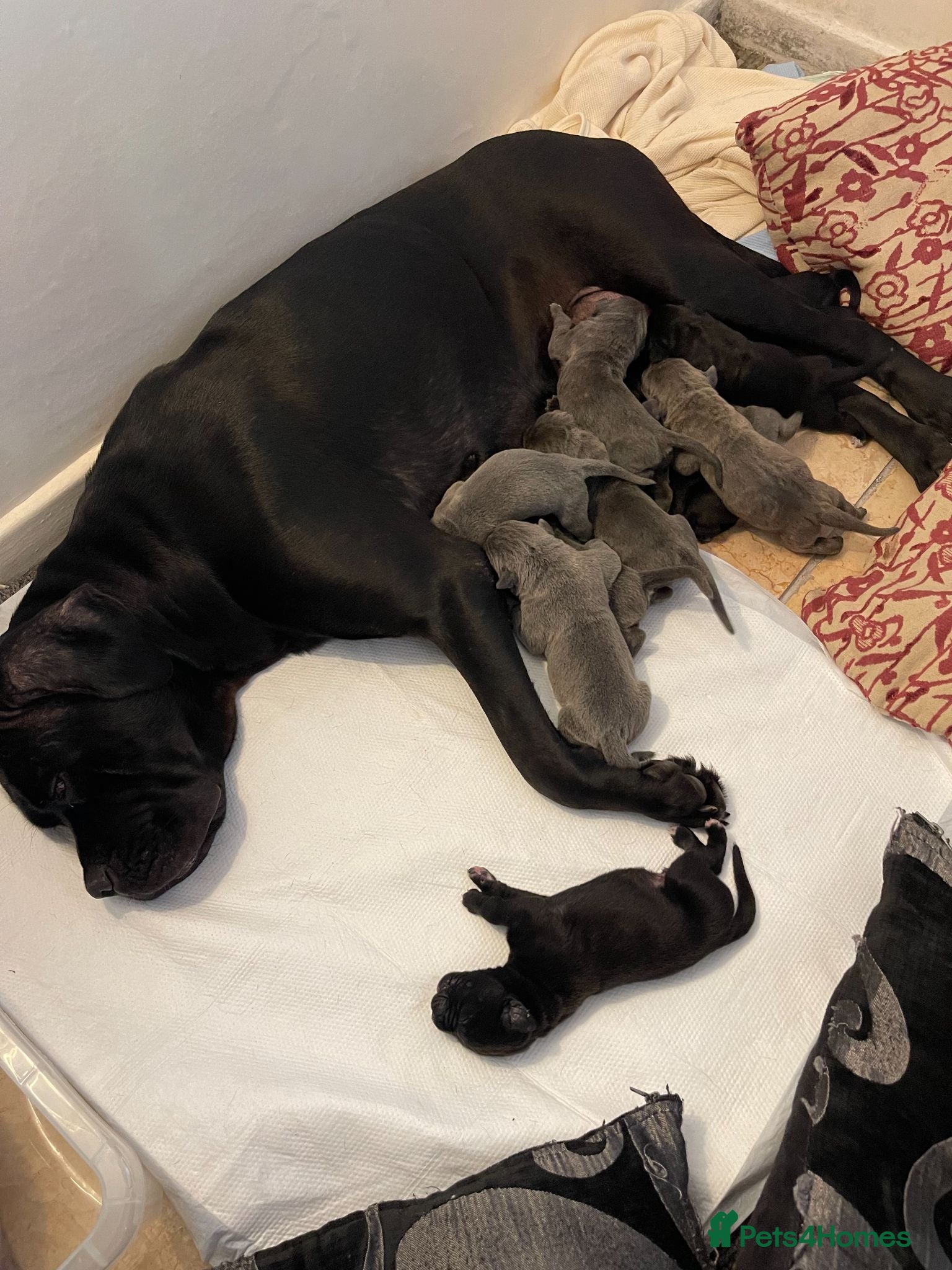 Cane Corso dogs Outstanding ICCF Cane Corso Pups, Family-Guardians - Advert 7