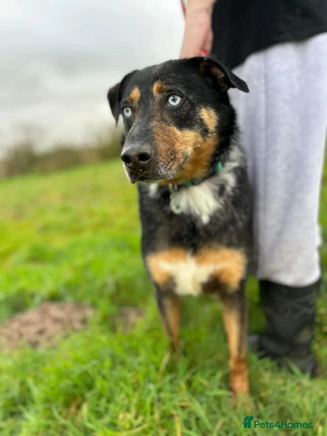Mixed Breed dogs for adoption: Jack - Norwich Norfolk  in Norwich - Advert 8