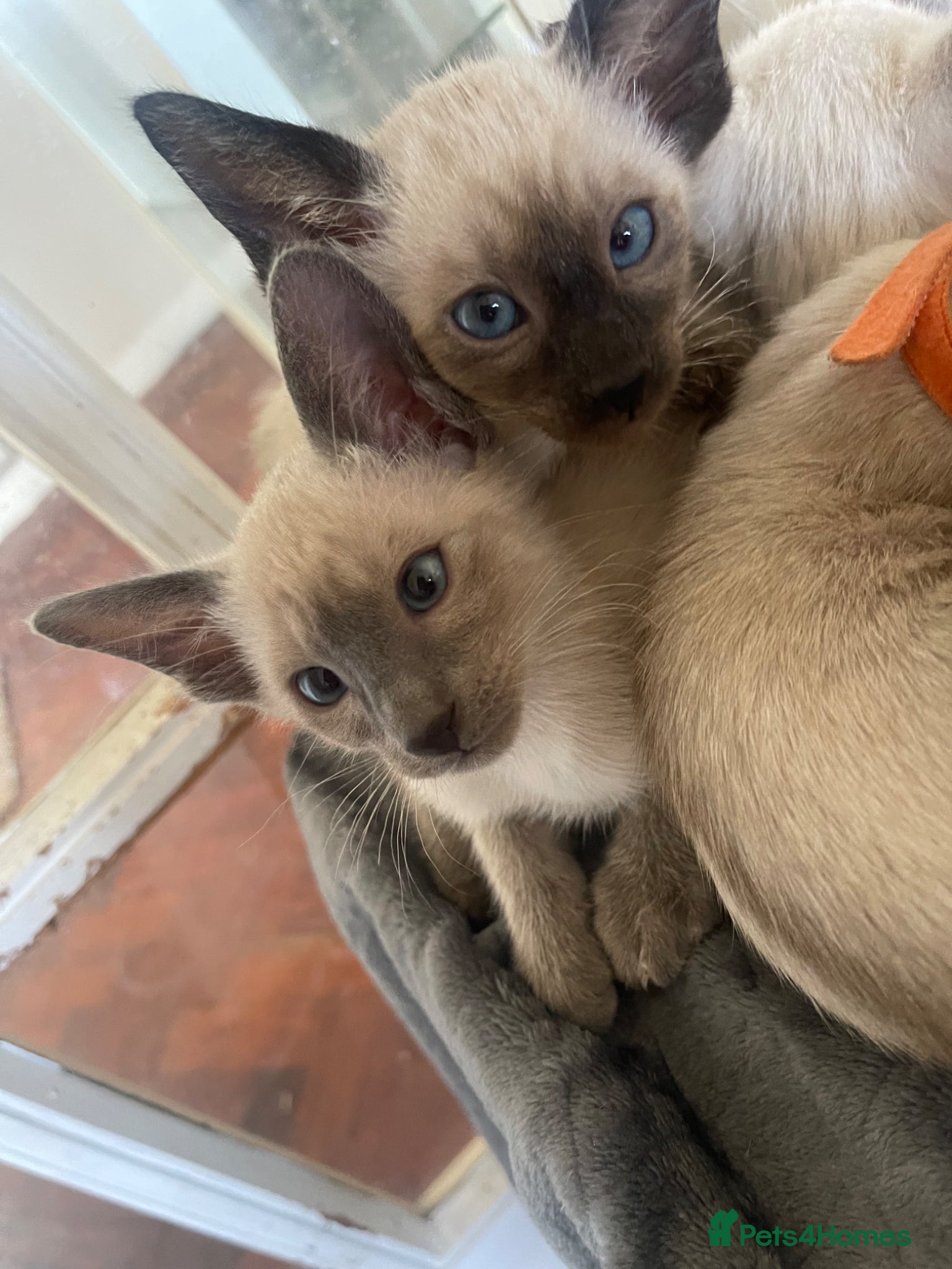 Siamese cats Last 2 Boys Available Traditional Siamese - Advert 2