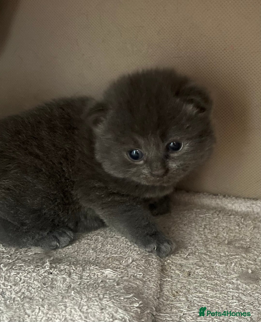 Ragdoll cats for sale: Beautiful grey ragdoll kittens  - Advert 2