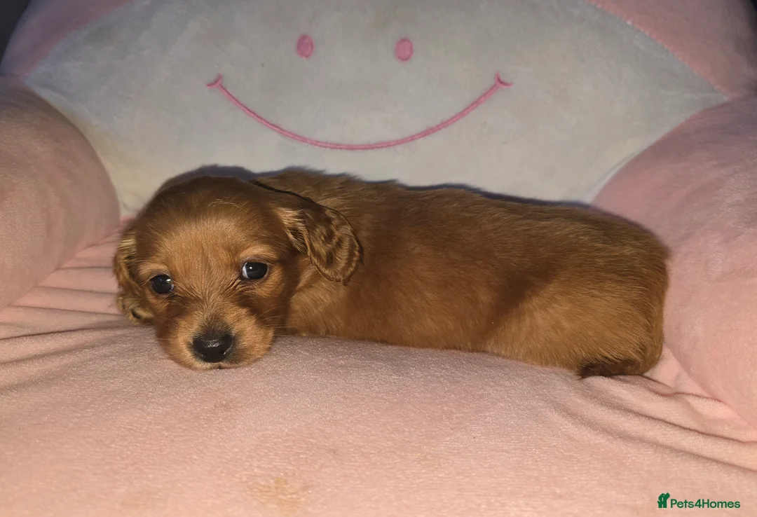 Dachshund dogs for sale: Miniature long haired dashounds  - Advert 8