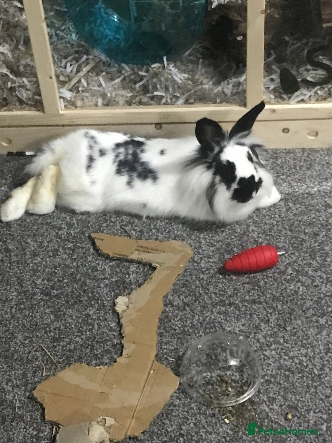 Rex rabbits for sale: Rex Lionhead mix - Image 3