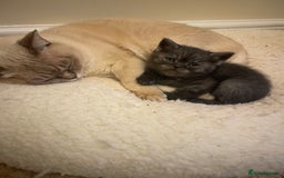 British Shorthair cats for sale: GCCF reg silver British Shorthaired kittens  - Image 15