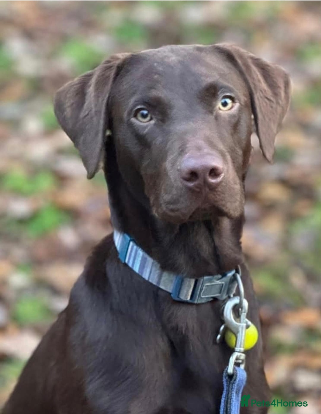 Labrador Retriever dogs for sale: Labrador/ retriever puppies  - Advert 10