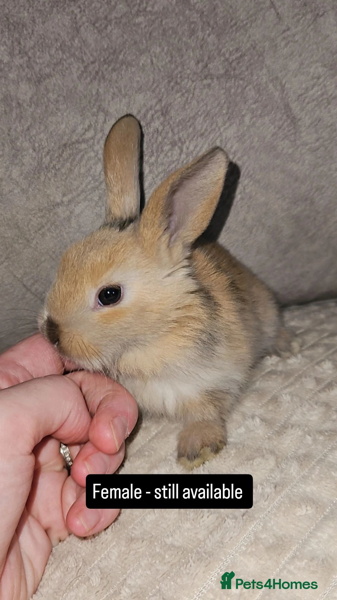 Mini Lop rabbits Baby Bunnies (Ready to leave) - Advert 1