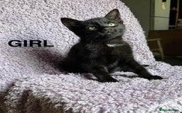 Mixed Breed cats for sale: 2 Black kittens  - Image 1