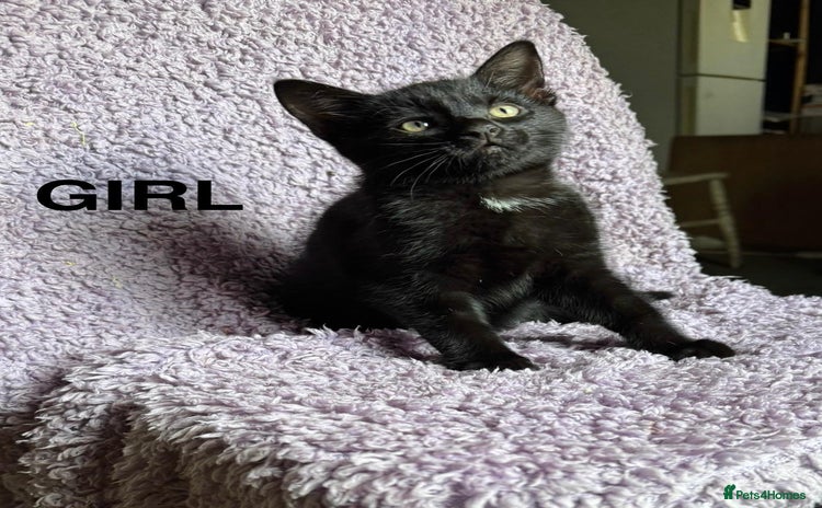 Mixed Breed cats - Advert 2