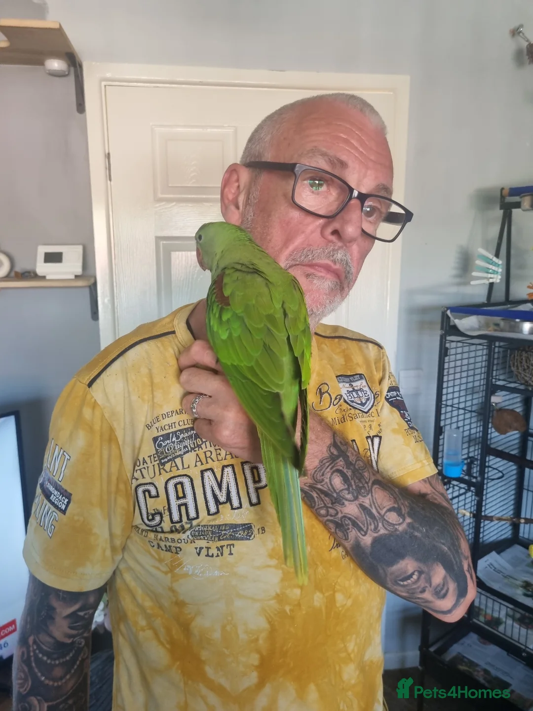Parrots birds for sale: Alexanderine baby - Advert 2