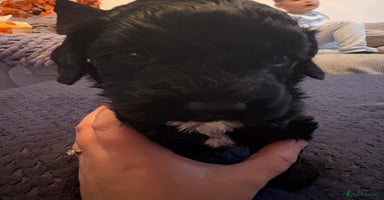 Sproodle dogs - Advert 3