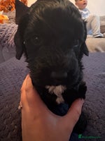 Sproodle dogs - Advert 3