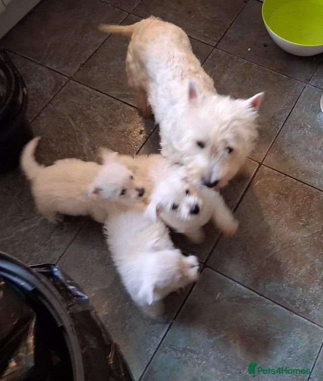 West Highland Terrier dogs West Highland Terrier (Westie) Puppies  - Advert 2
