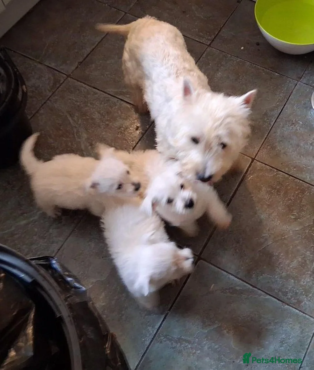 West Highland Terrier dogs for sale: West Highland Terrier (Westie) Puppies  in Birmingham - Advert 1