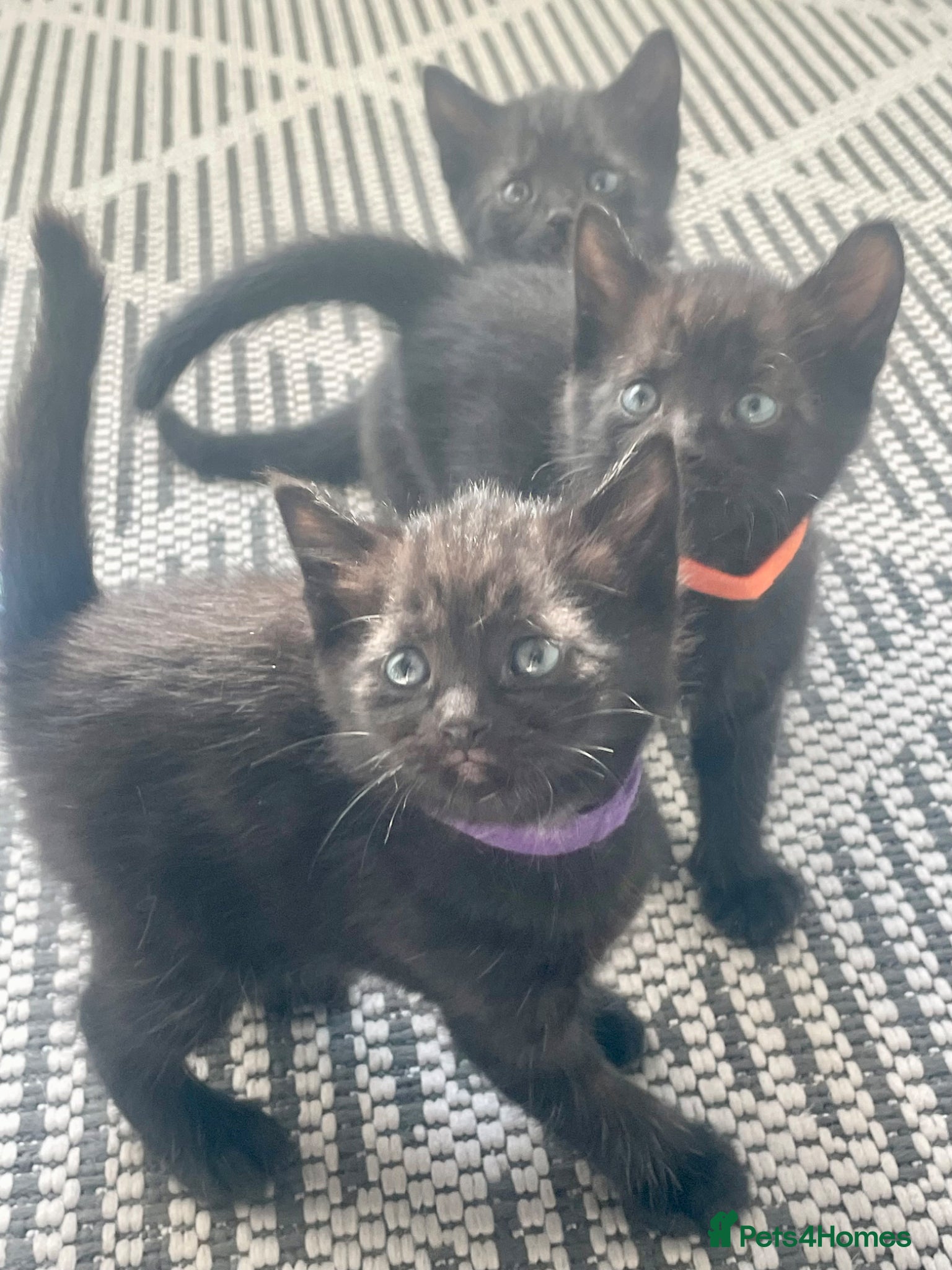 Mixed Breed cats 3 black mixed breed kittens ready 26th may - Advert 9