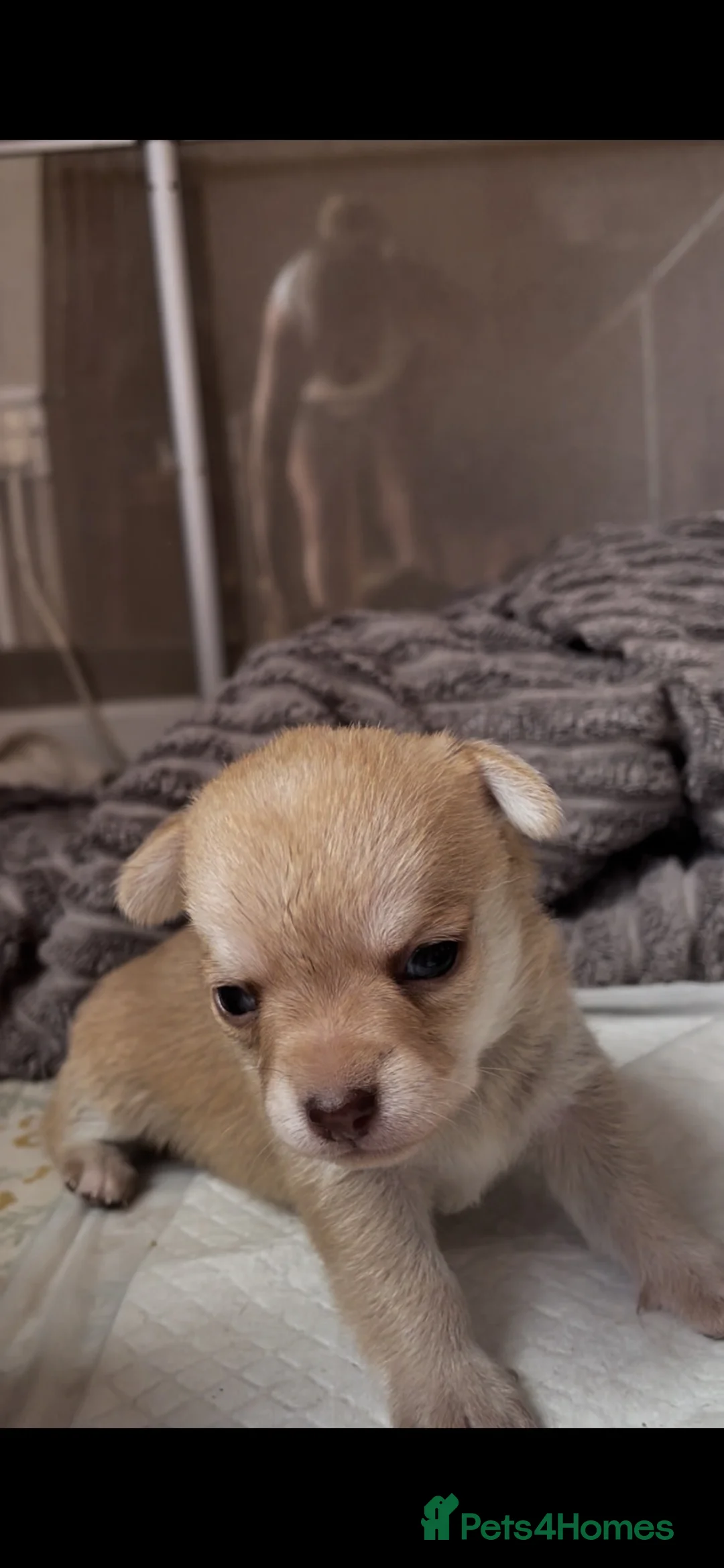 Chihuahua dogs for sale: Pure bred tiny chihuahua puppies  - Advert 2