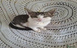 British Shorthair cats for sale: domestic kittens to sale - Image 8