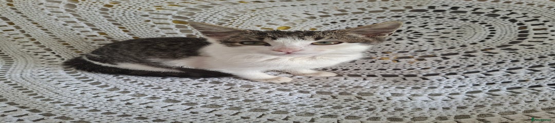 Domestic Shorthair Kitten 4