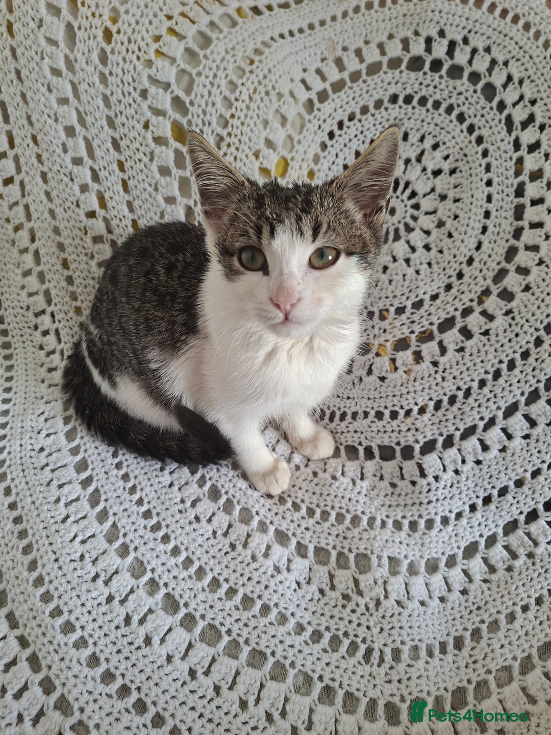 British Shorthair cats for sale: domestic kittens to sale - Image 8