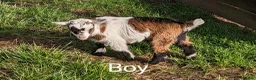 Goats livestock for sale: Pedigree Billy Goat - Advert 9