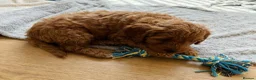 Cavapoo dogs for sale: Cavapoo puppies  in Stirling - Advert 4