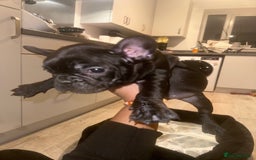 French Bulldog dogs for sale: FRENCH BULLDOG PUPPYS❤️ ready find forever home❤️ - Advert 13
