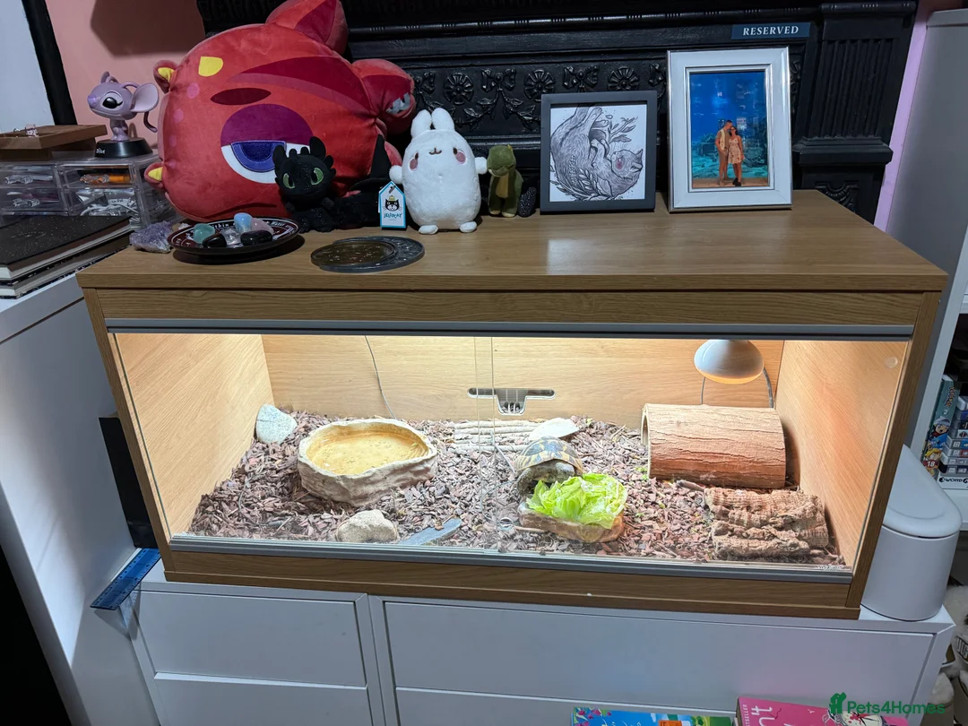 Tortoise reptiles for sale: Hermanns Tortoise and Full Set Up For Sale - Advert 8