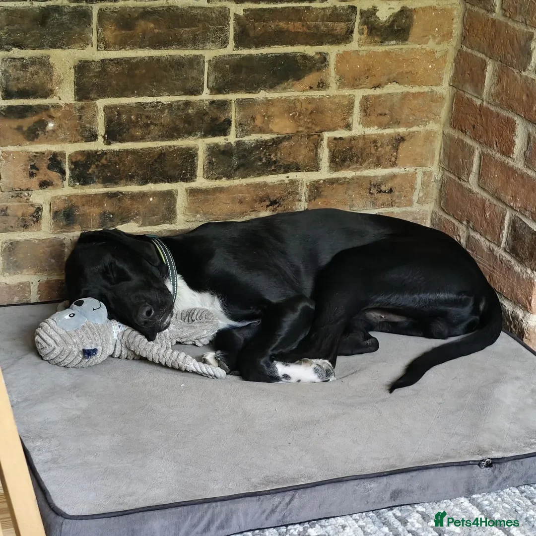 Mixed Breed dogs for adoption: Enzo (Labrador/Pointer mix) - Image 13