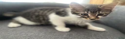Mixed Breed cats for sale: cute kittens ready for a new home now  - Advert 17