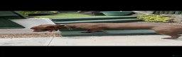 Mixed Breed dogs for sale: Lurcher x Staffy for immediate sale - Advert 5