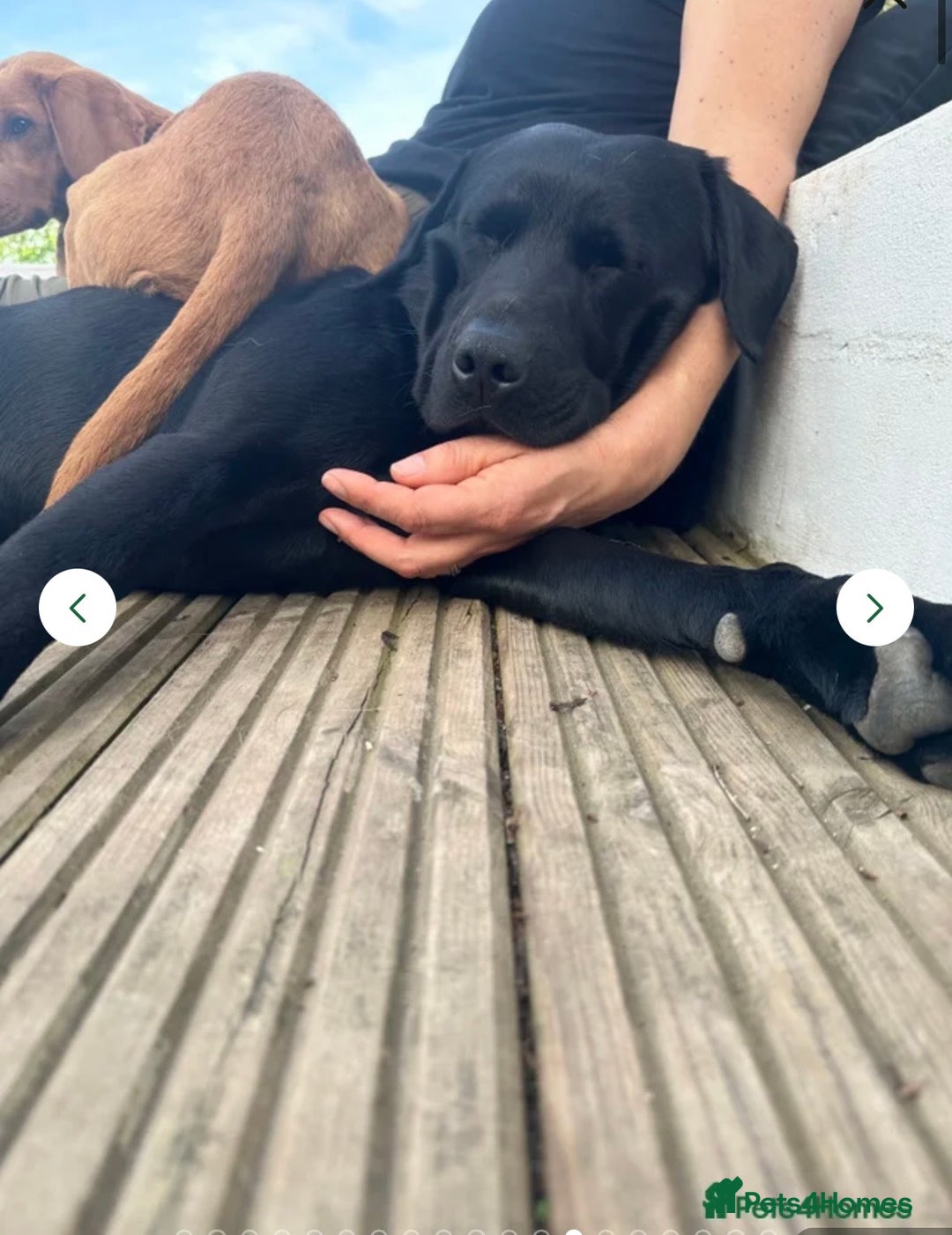 Labrador Retriever dogs for sale: Velvet black old English Labrador puppies  - Advert 18