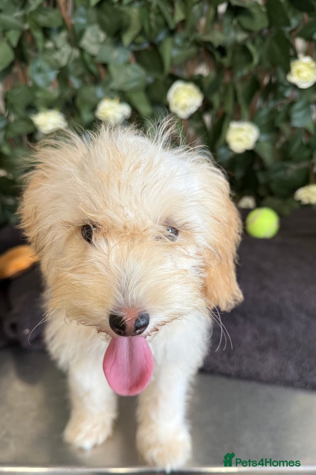 Cavapoo dogs for sale: 1 Girl Remaining ⭐️ Reduced ⭐️ F1b Cavapoos ⭐️ - Image 15