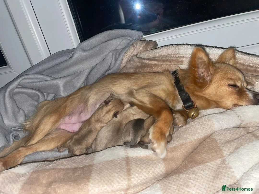 Jack Russell dogs for sale: Jack Russell  - Advert 6