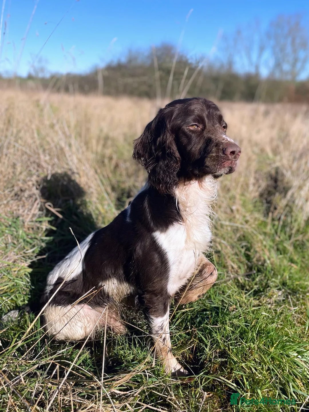 English Springer Spaniel dogs for stud: COI 5.9% English Springer Spaniel STUD  in Clacton-on-Sea - Advert 12