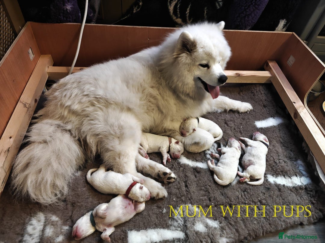 Samoyed dogs for sale: 🌟 Exceptional KC bear-faced Samoyed pups 🌟 - Advert 2
