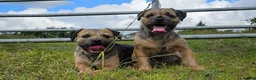 Border Terrier dogs for sale: KC REGISTERED BORDER TERRIER PUPS in Hamilton - Advert 7
