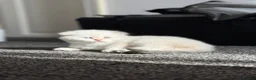 British Shorthair cats for sale: Scottish Fold/ Straight kittens available now - Advert 12