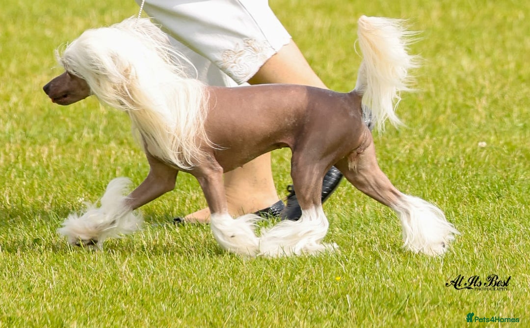 Chinese Crested dogs for sale: 3 Chinese Crested Powder Puff boys - Image 9