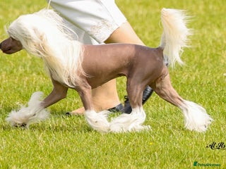 Chinese Crested dogs - Advert 2