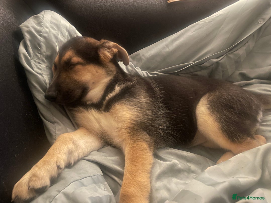 German Shepherd dogs for sale: 3 month old German shepherd  - Advert 2