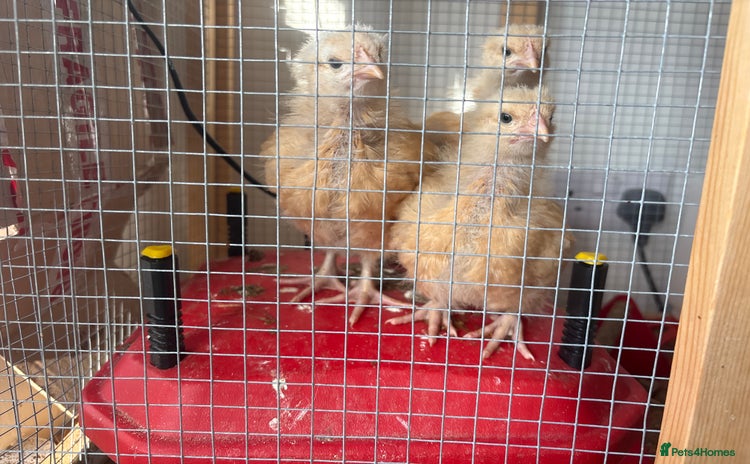 Chickens poultry - Advert 1
